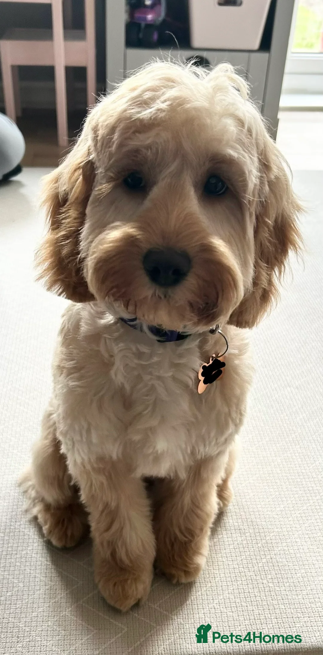 Cockapoo dogs for sale: Female F1 cockapoo puppy seeking loving home  in Rochester - Advert 2