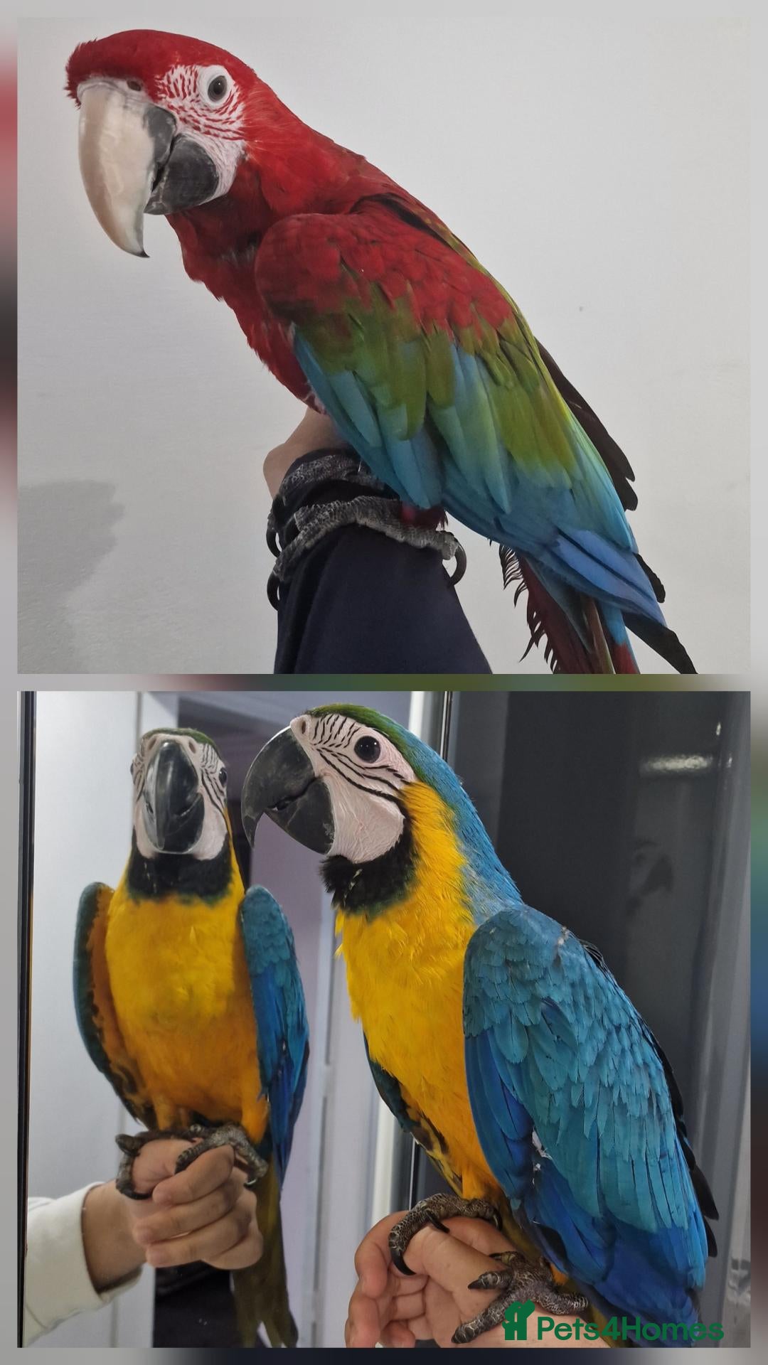 Macaws birds for sale: Beautiful Handreared Super Tame Baby Macaws! - Advert 1