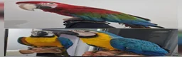 Macaws birds for sale: Beautiful Handreared Super Tame Baby Macaws! - Advert 1
