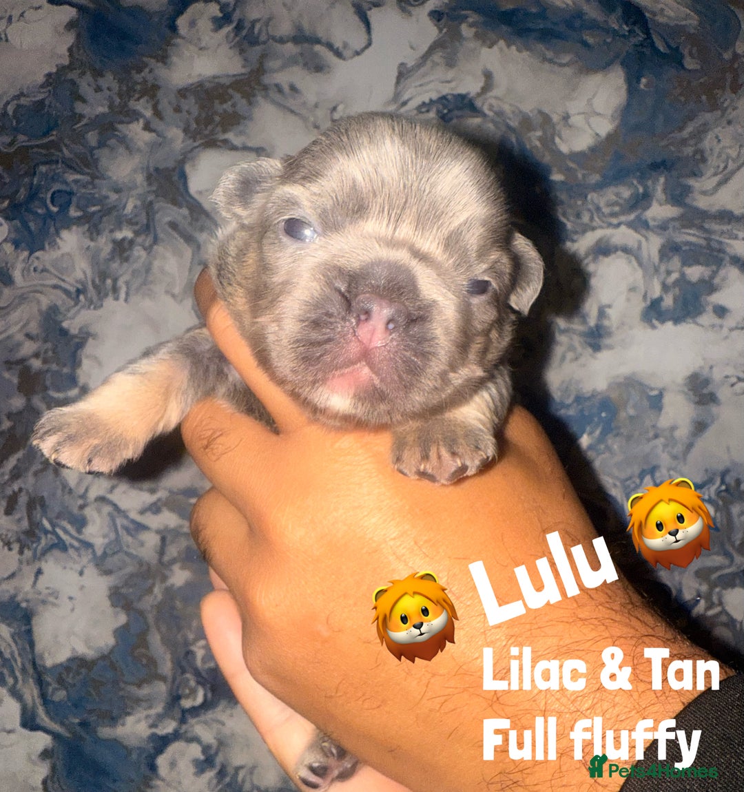 French Bulldog dogs for sale: Fluffy & testable frenchies - Image 3