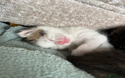 Mixed Breed cats for sale: 7 beautiful kittens ready for a loving home - Image 4