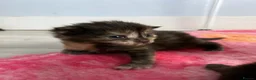 Mixed Breed cats for sale: 3 female mainecoon mix kittens  - Advert 6