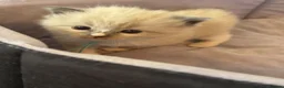 Ragdoll cats for sale: 4 beautiful ragdoll kittens  - Advert 5
