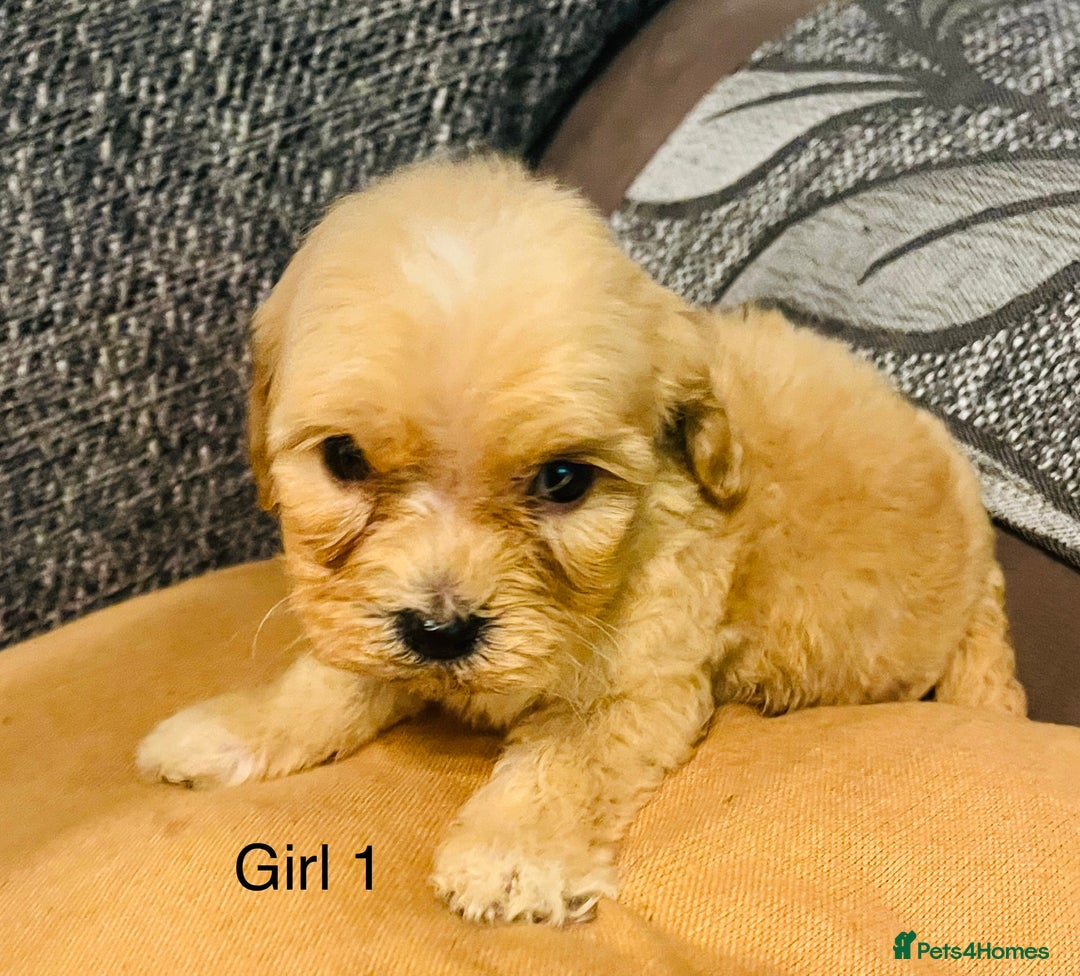 Cavapoochon dogs for sale: Stunning Cavapoochon puppies  - Advert 4