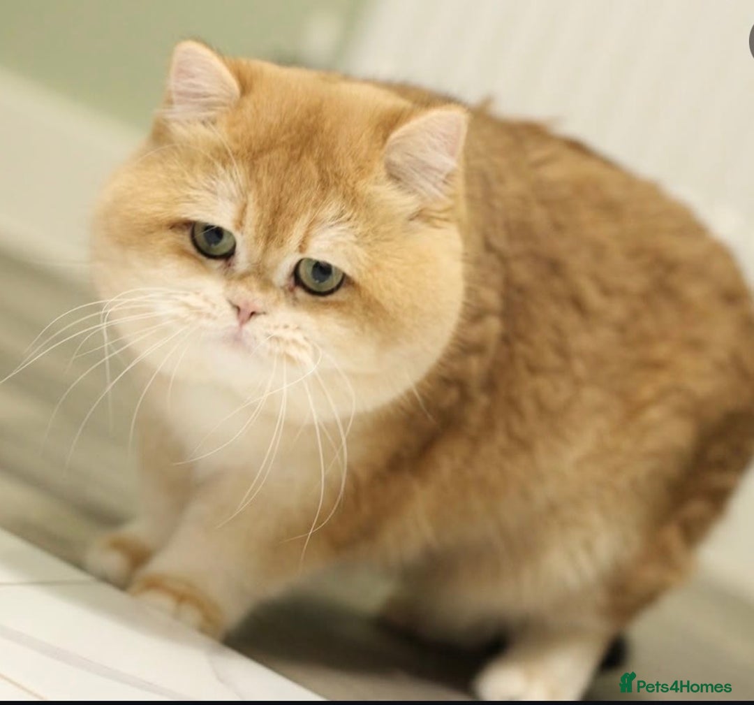 British Shorthair cats for sale: Gorgeous BSH Golden Chinchilla ny12 - Advert 25