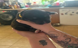 Mixed Breed dogs for sale: Huskador - Image 17