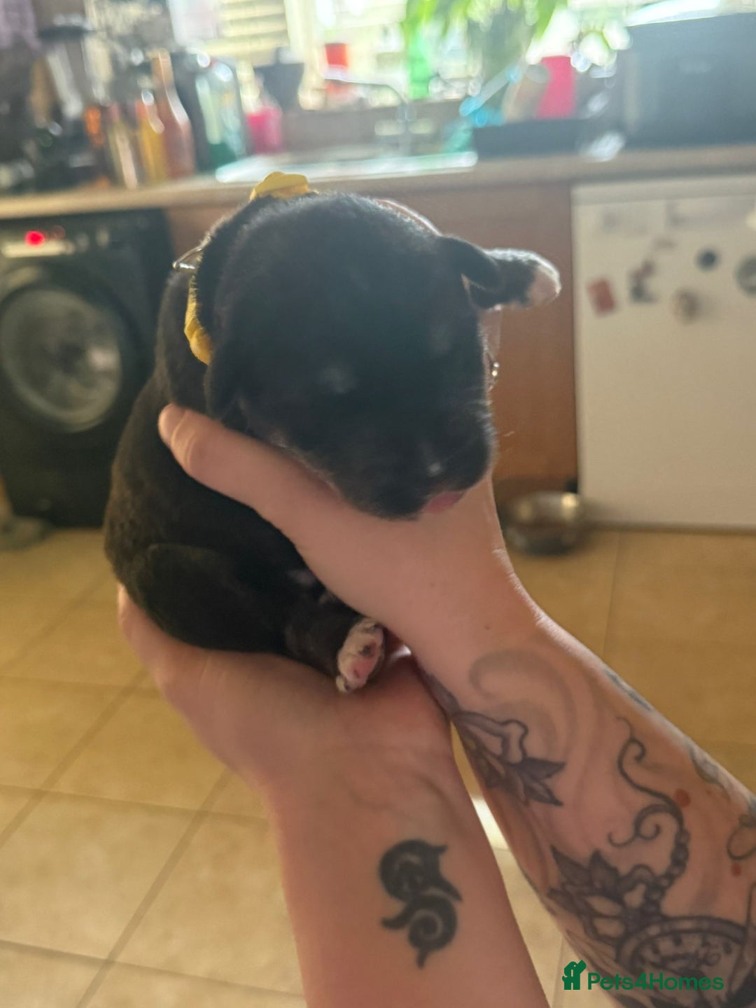 Mixed Breed dogs for sale: Huskador - Image 17