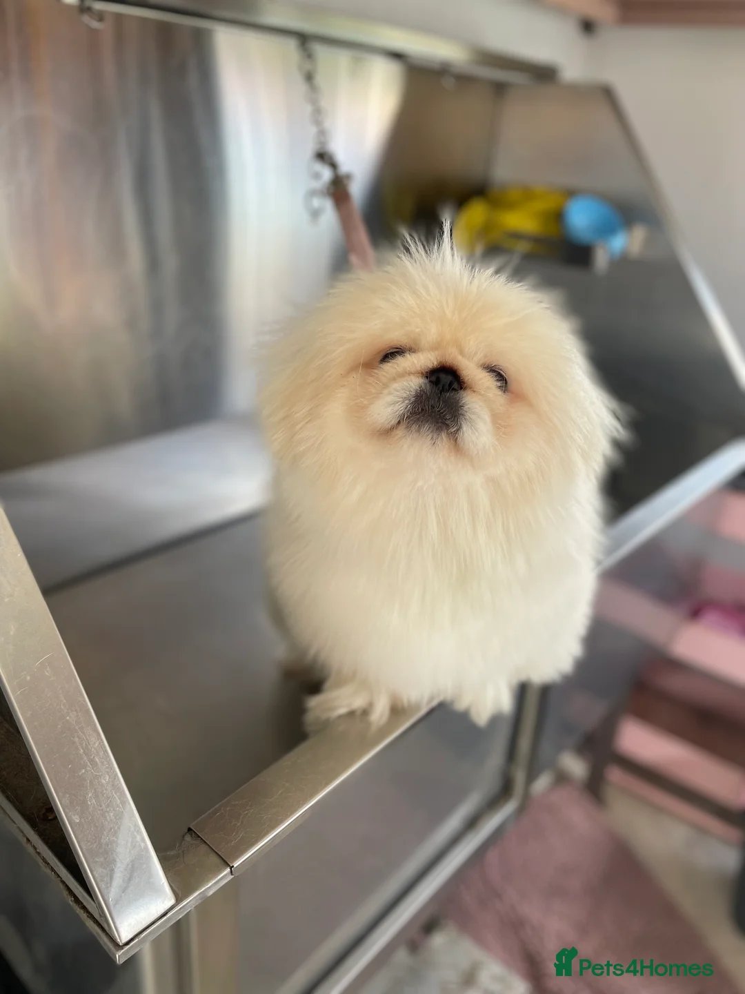 Pekingese dogs for sale: 4 Year old Female KC registered  - Advert 2