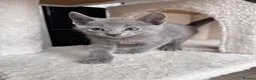 Russian Blue cats for sale: ✨ Beautiful Pedigree Russian Blue Kittens ✨ - Advert 6