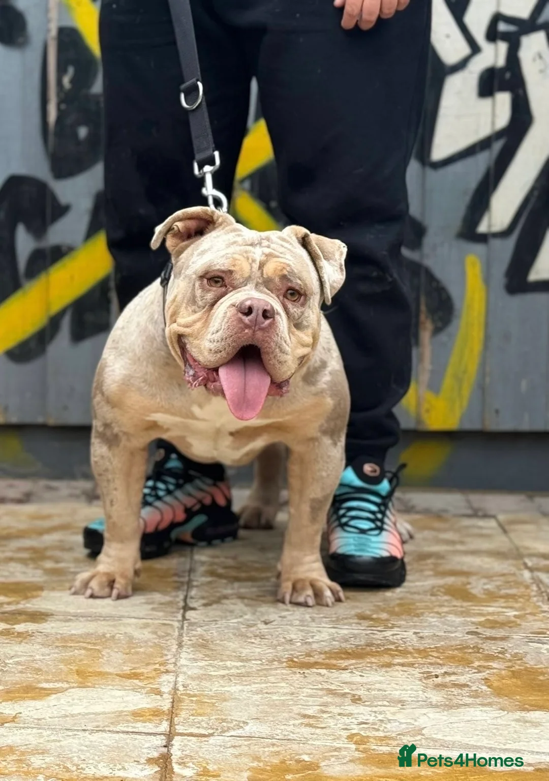 American Bully dogs for sale: FEMALE LILAC TRI MERLE FOR SALE! - Advert 1