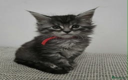 Maine Coon cats for sale: 4 Maine Coon kittens  - Image 9
