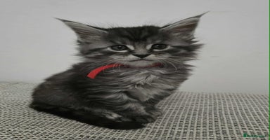 Maine Coon cats - Advert 15