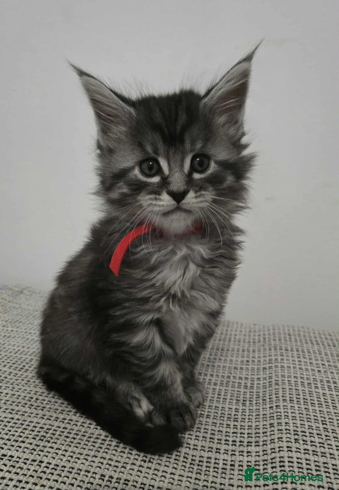 Maine Coon cats for sale: 4 Maine Coon kittens  - Image 9