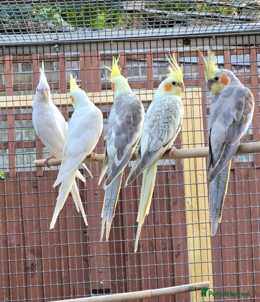 Cockatiels birds for sale: Cocktiels in Bexley - Advert 1