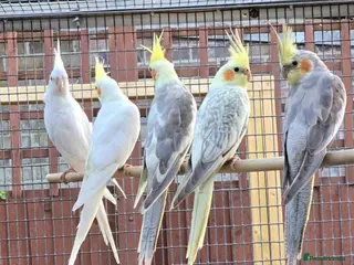 Cockatiels birds Cocktiels in Bexley - Advert 1