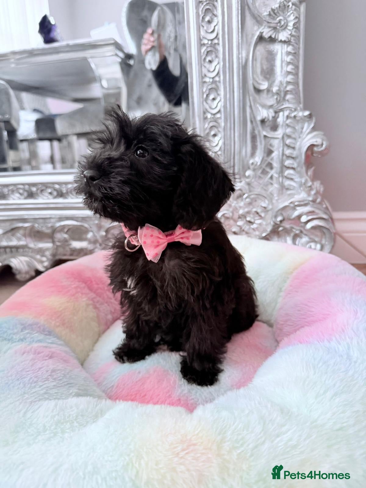 Miniature Schnauzer dogs Beautiful Litter Mini Schnauzer X Mini Poodle - Advert 2