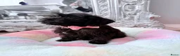 Miniature Schnauzer dogs for sale: Beautiful Litter Mini Schnauzer X Mini Poodle - Advert 2