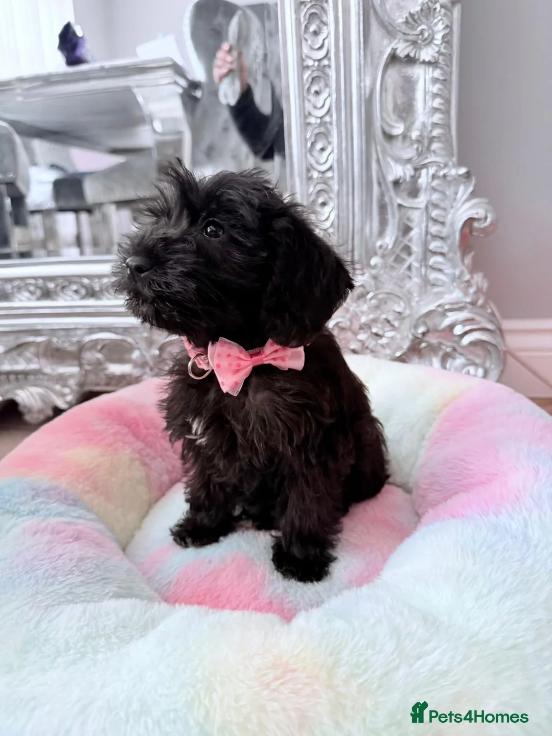 Miniature Schnauzer dogs for sale: Beautiful Litter Mini Schnauzer X Mini Poodle - Advert 2