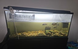 Tetras fish for sale: Aquarium with Fish - Image 2