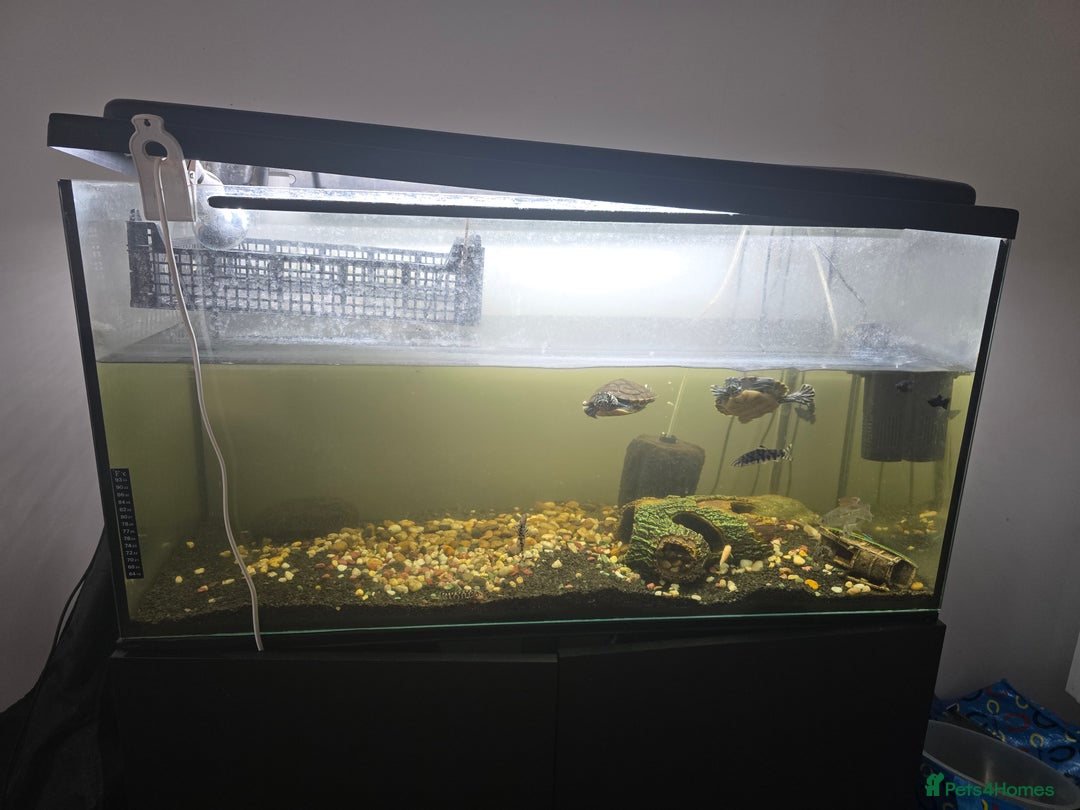 Tetras fish for sale: Aquarium with Fish - Image 2