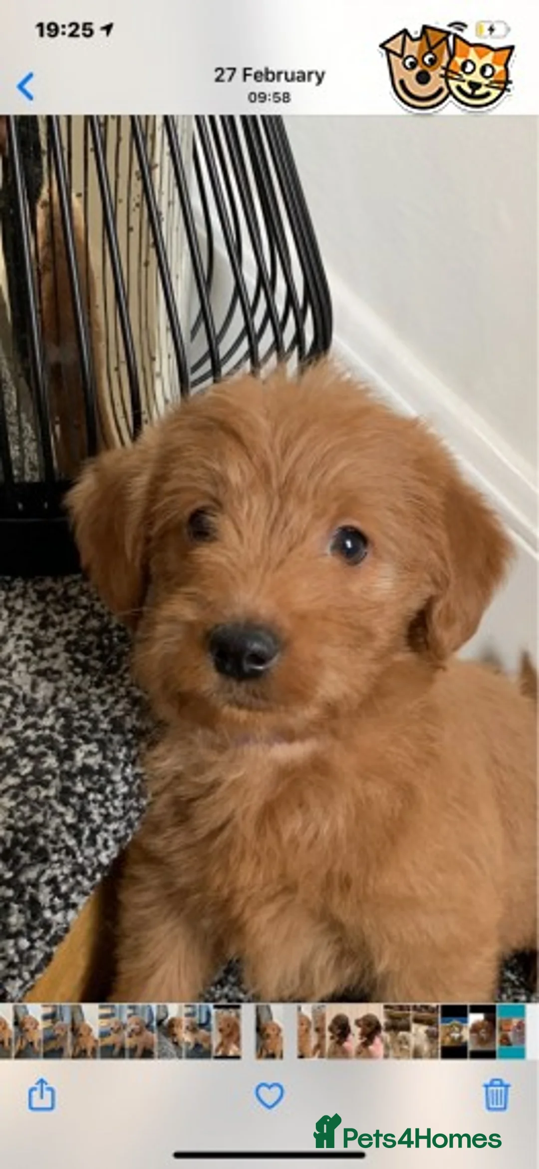 Toy Poodle dogs for stud: KC (FULLY HEALTH TESTED )RED TOY POODLE STUD in Galston - Advert 7
