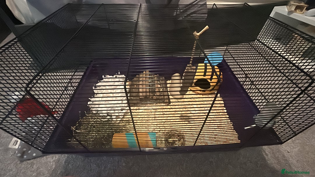 Guinea Pig rodents for sale: guinea pig  - Advert 5