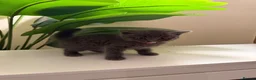 British Shorthair cats for sale: Beautiful British short hair kittens  - Advert 19