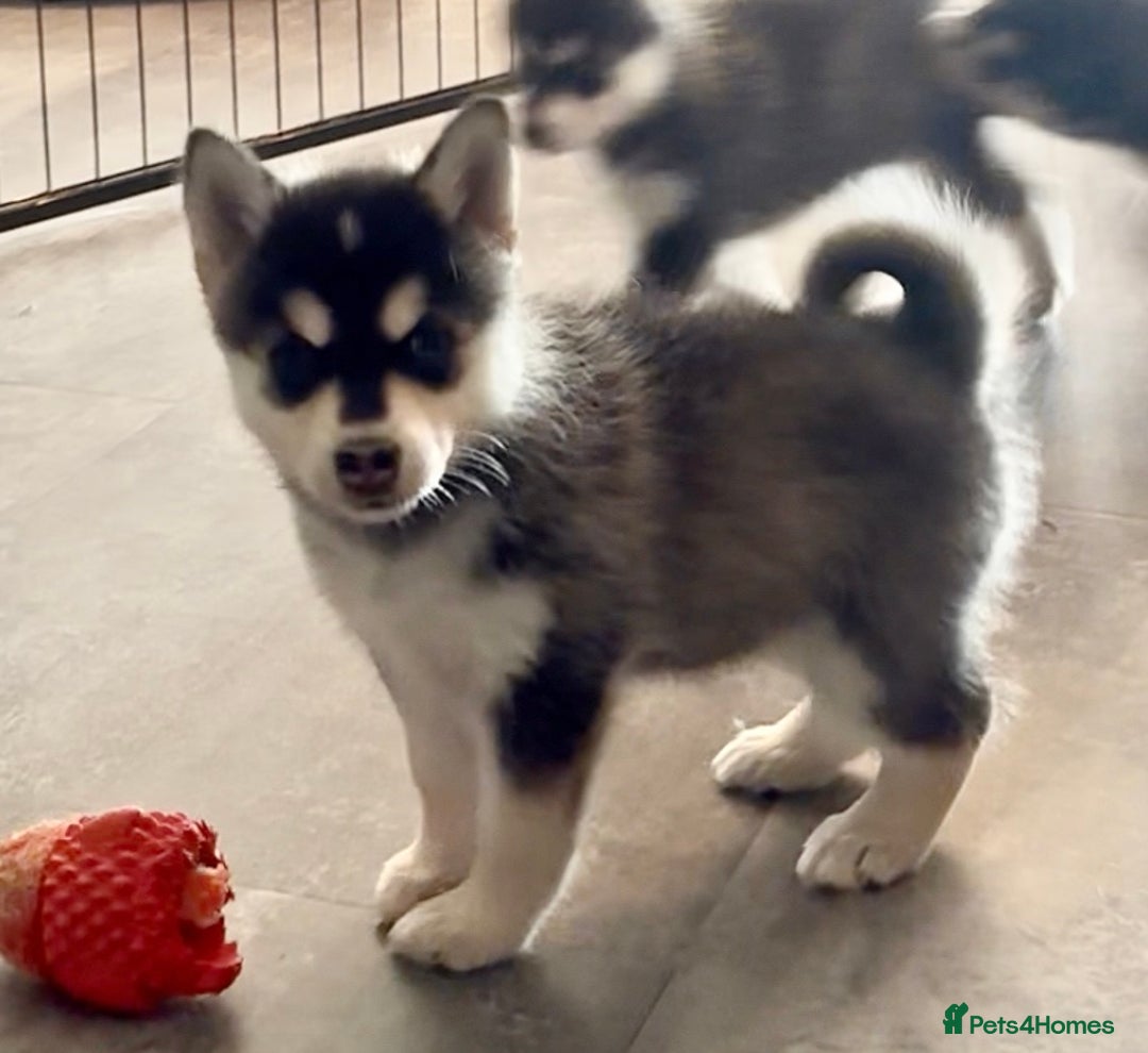Pomsky dogs for sale: Beautiful husky marked Pomskies  - Image 9