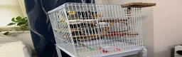Cockatiels birds for sale: Beautiful Tamed Cockatiel with Cage & Accessories in Leeds - Advert 5