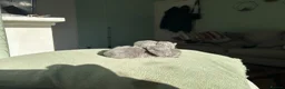 British Shorthair cats for sale: British short hairs  - Advert 6