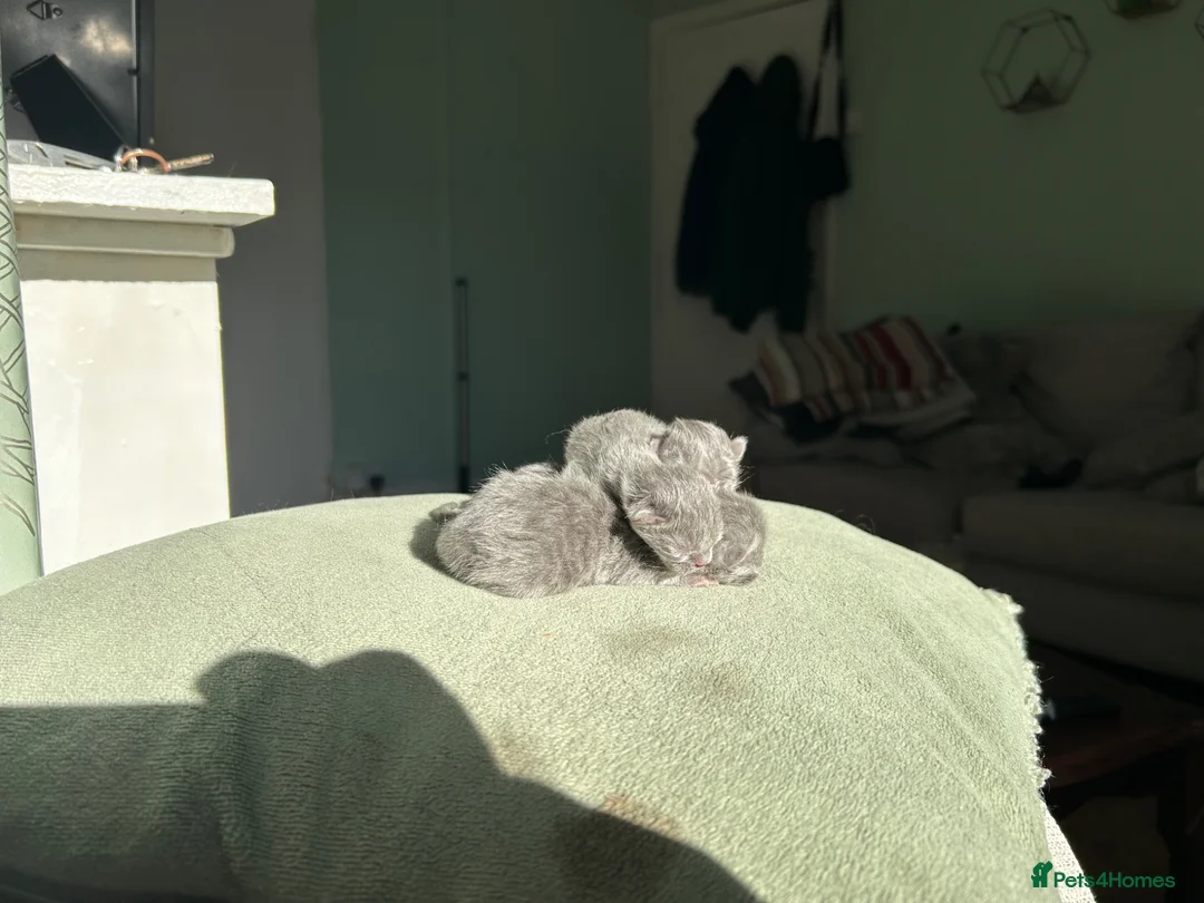 British Shorthair cats for sale: British short hairs  - Advert 6