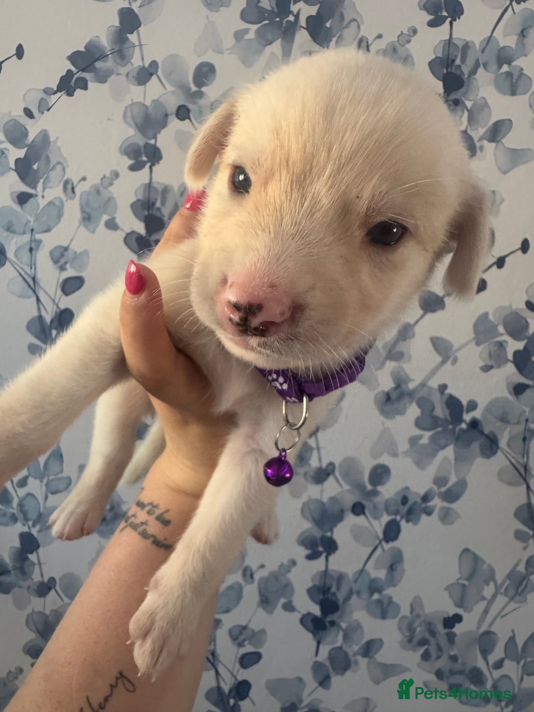 Mixed Breed dogs for sale: Beautiful Puppies looking for their forever home♥️ - Image 3