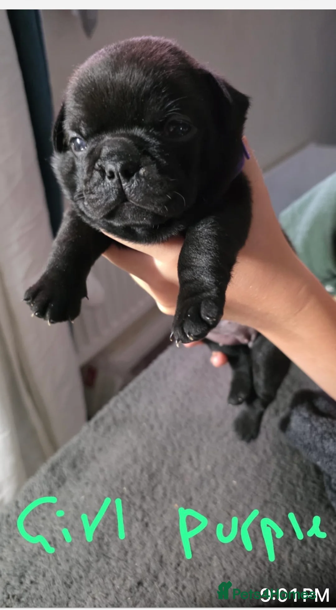 Frug dogs for sale: We have a stunning litter of frugs  in Wrexham - Advert 2