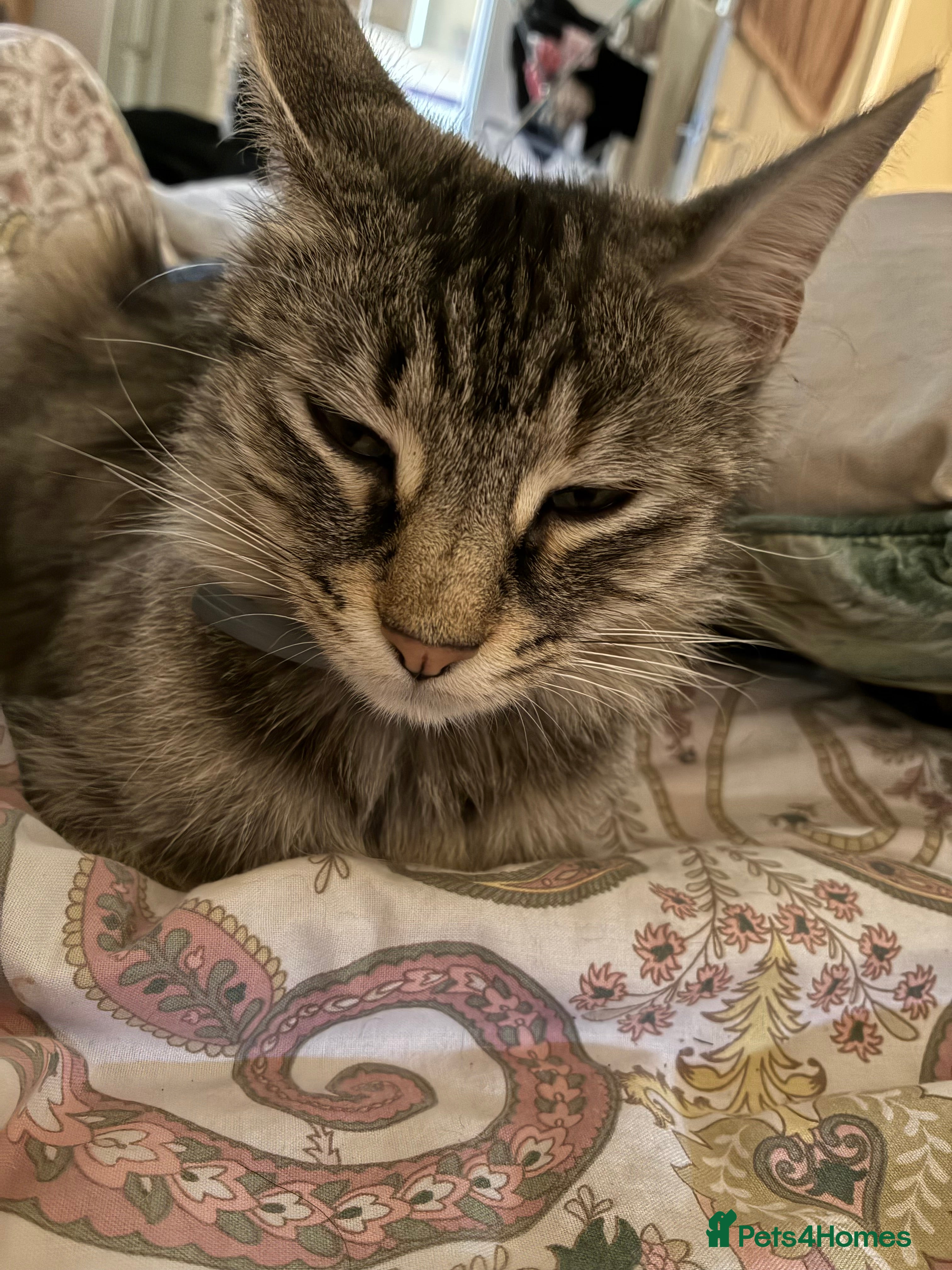 Mixed Breed cats 2 cats age 2 & 3.5 years - Advert 3