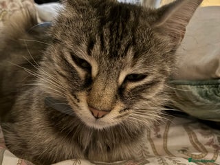 Mixed Breed cats 2 cats age 2 & 3.5 years - Advert 1