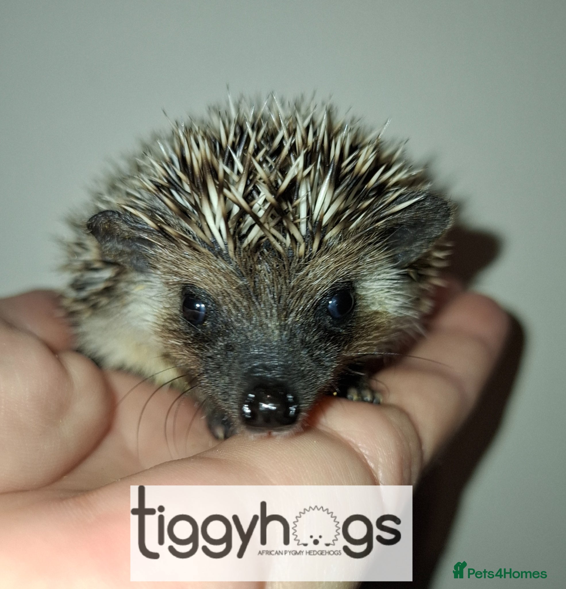 Pygmy Hedgehog rodents  1 handsome boy available to reserve  - Advert 1