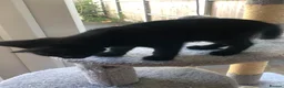 Mixed Breed cats for sale: Adorable and playful mixed-breed kittens for sale - Advert 7
