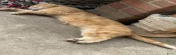 Mixed Breed cats for sale: Kittens  - Advert 3