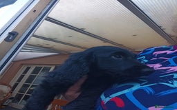 Cocker Spaniel dogs for sale: FULLY VACCINATED AND READY TO LEAVE  - Image 14