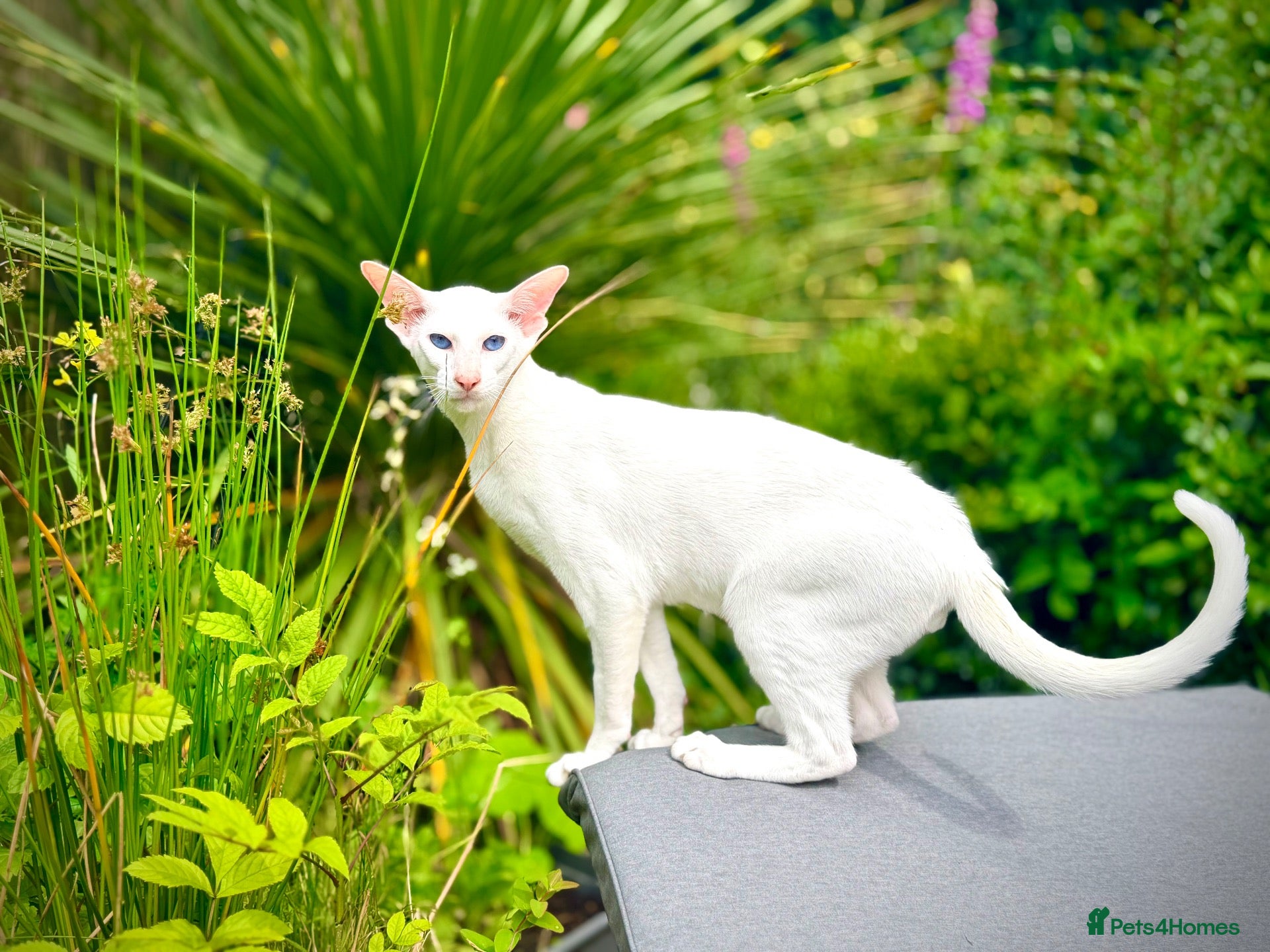 Siamese cats Stunning GCCF Siamese & Oriental Kittens - Advert 2