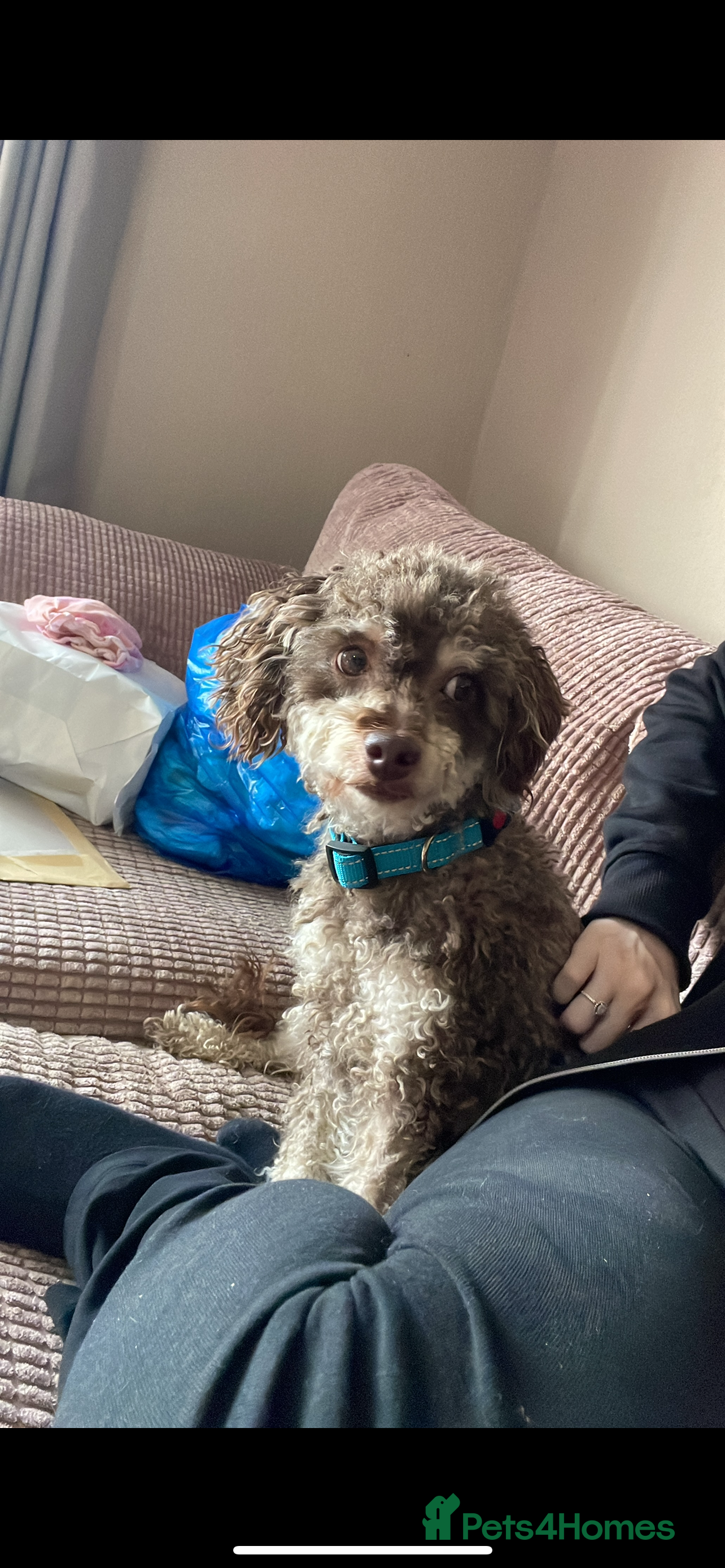 Toy Poodle dogs Chocolate Phantom Toy poodle - Advert 4