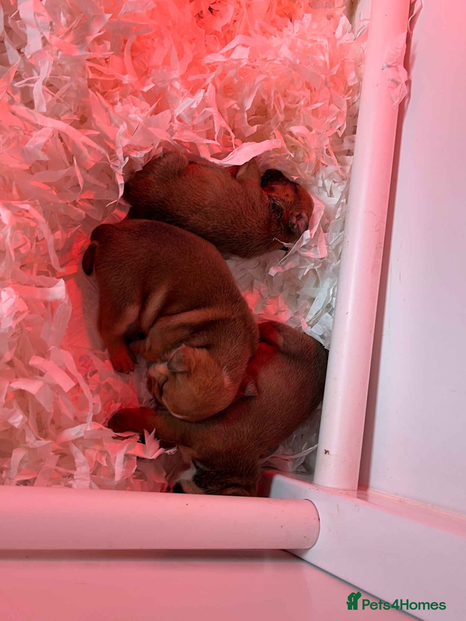 English Bulldog dogs red and white bulldog pupps  - Advert 2