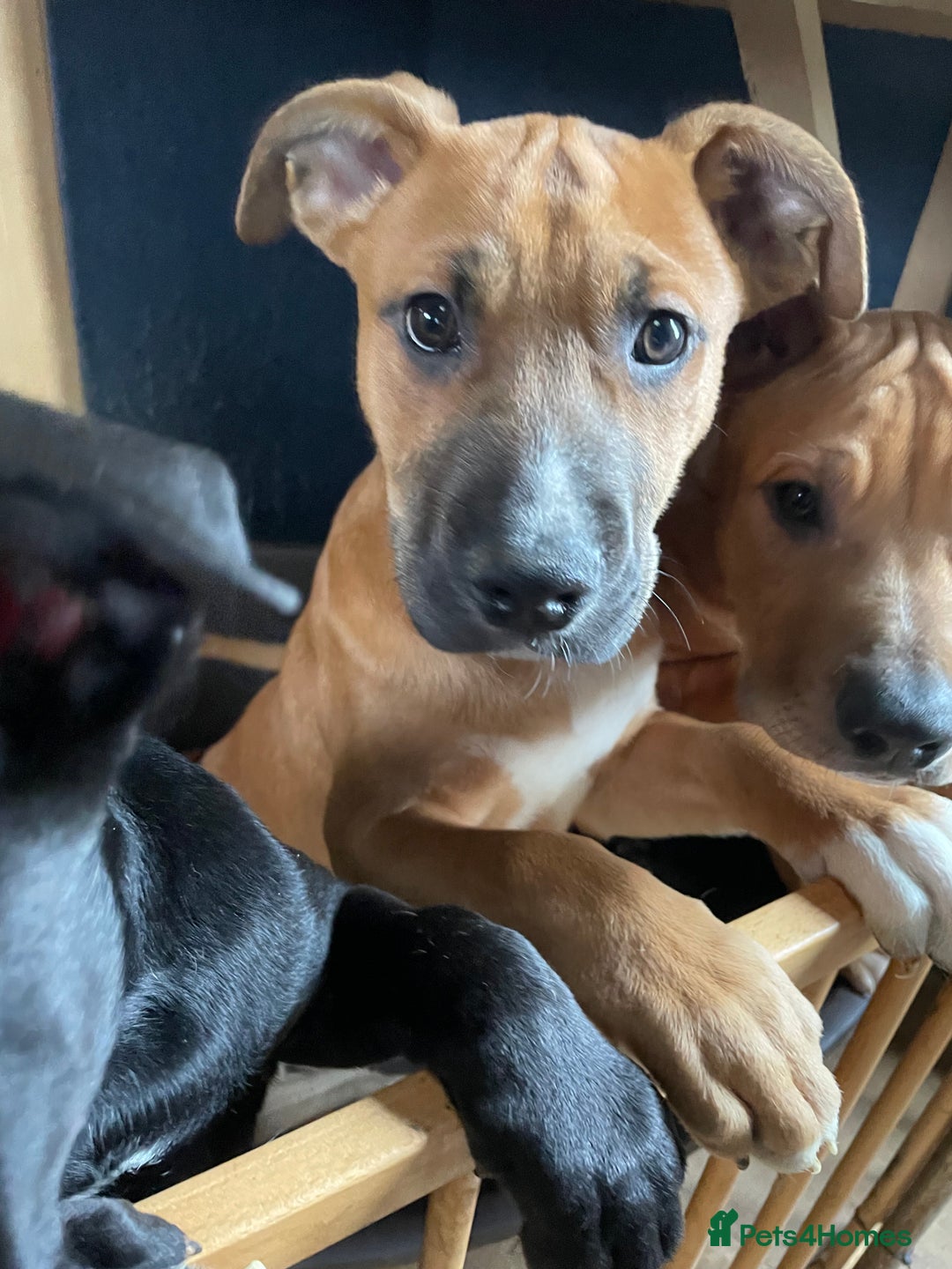 Mixed Breed dogs for sale: Male Bull Herder puppy - Advert 1