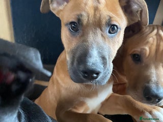 Mixed Breed dogs Male Bull Herder puppy - Advert 2