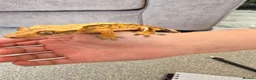 Gecko reptiles for sale: Male juvenile crested gecko  - Advert 5