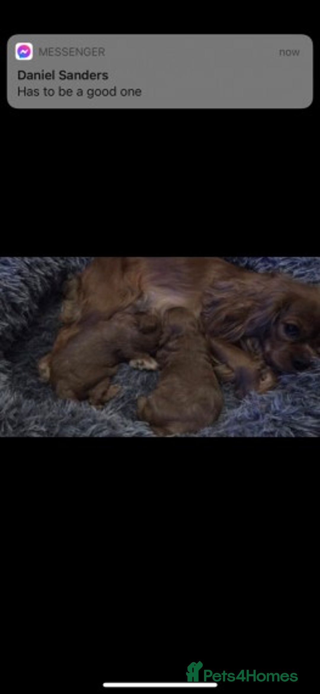 Cavapoo dogs for stud: Extensively Health Tested Deep Red Tiny Toy Poodle in Mansfield - Image 8