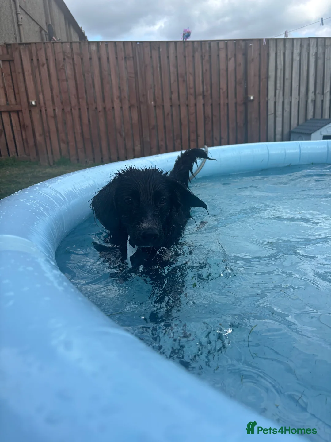 Mixed Breed dogs for sale: Rocky  - Advert 2