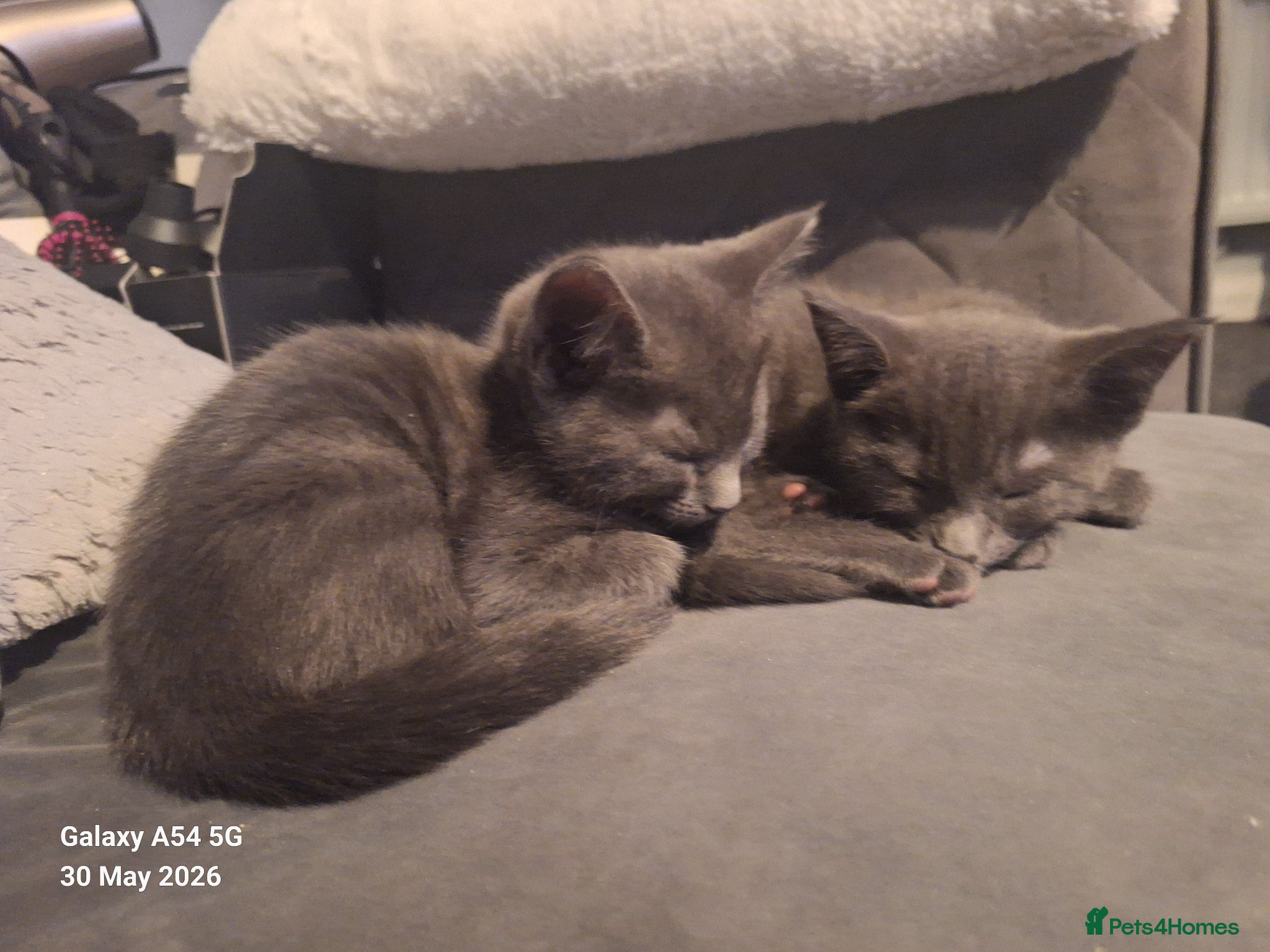 British Shorthair cats for sale: 2 lovely female kittens  - Advert 2