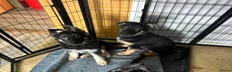 German Shepherd dogs for sale: German shepherd female  - Advert 14