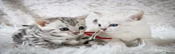 Bengal cats for sale: Stunning Silver Snow ❄️ Bengal Kittens  - Advert 5
